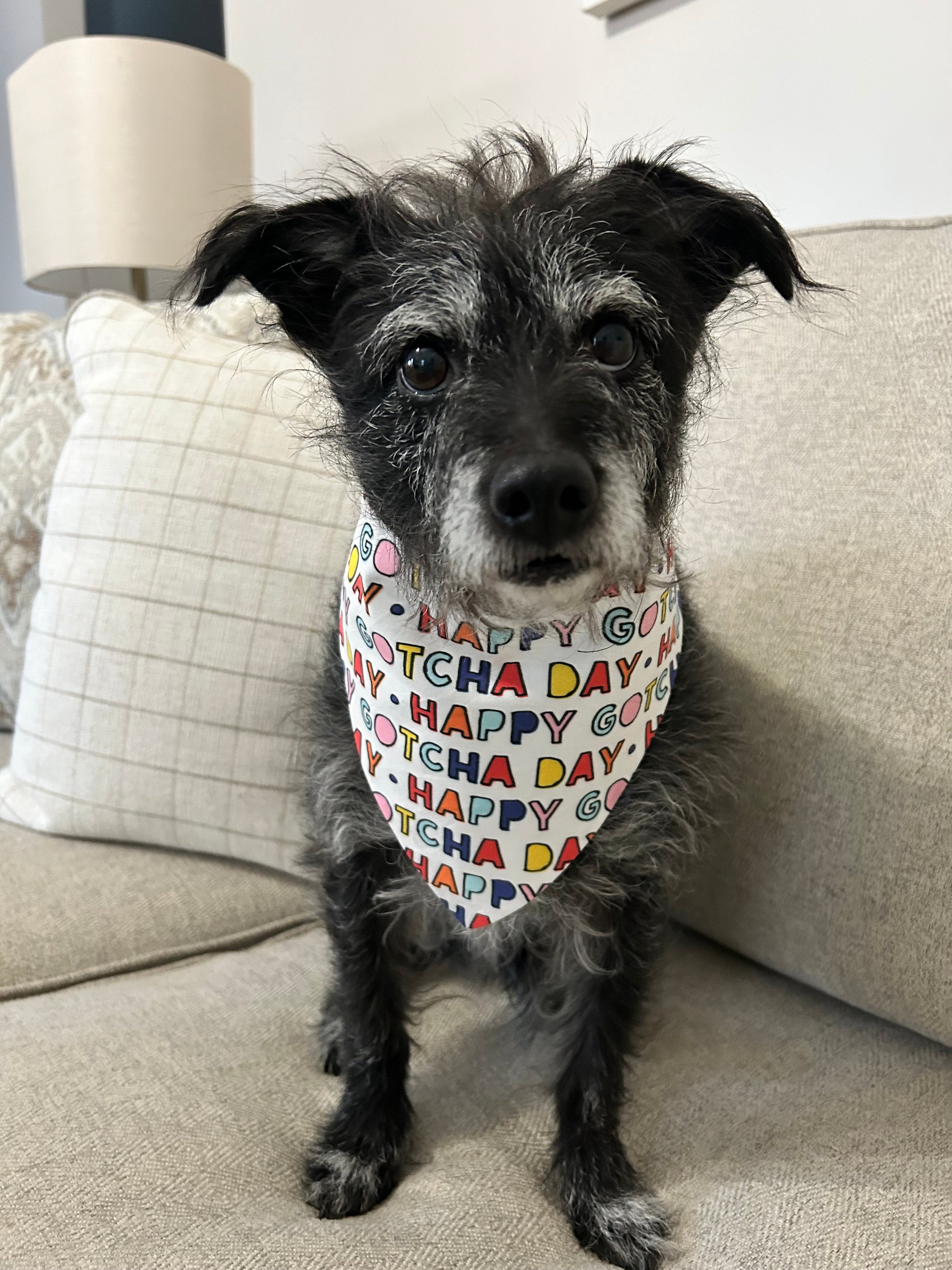 Dog gotcha day bandana best sale